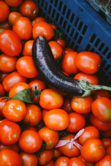 Fototapeta na wymiar tomatoes in a basket with eggplant