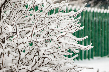 frozen bush covered with hoarfrost behind the bush green wooden fence under the snow, snowflakes are falling