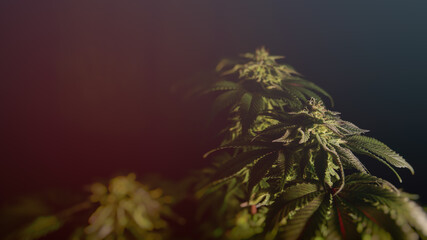 Flowering cannabis sativa or indica pot plants in an indoor growing tent. Legal grow op of medical or recreational marijuana.