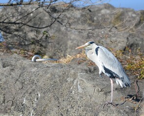 草地に立つアオサギ