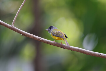 Grey-headed canary-flycatcher (Culicicapa ceylonensis), sometimes known as the grey-headed flycatcher, is a species of small flycatcher-like bird found in tropical Asia.