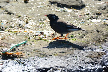 浜辺のムクドリ