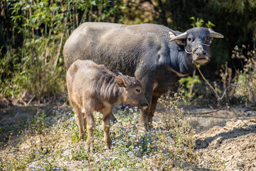 Naklejka na ściany i meble Cattle farmed in rural areas of southern China