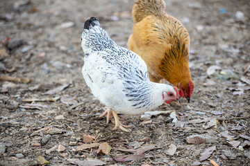 A few walking chickens foraging for food