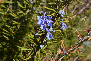 庭に咲くローズマリーの花