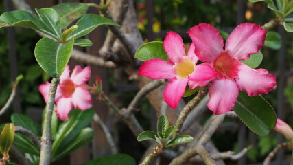 Desert rose, Mock Azalea, Pinkbignonia, Impala lily in Thailand