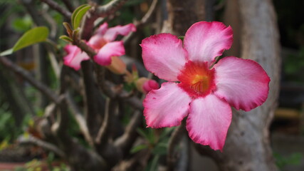 Desert rose, Mock Azalea, Pinkbignonia, Impala lily in Thailand