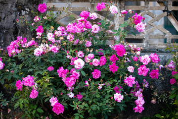Fototapeta na wymiar Roses bloom in the courtyard