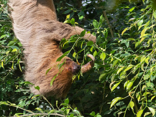 Hoffmann's two-toed sloth (Choloepus hoffmanni) feeding in the rainforest pyramid, Moody Gardens. © Natalia Kuzmina