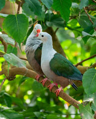 The couple of red-knobbed imperial pigeon (Ducula rubricera) perched on the branch in the rainforest pyramid of Moody Gardens, Galveston