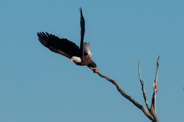 Bald eagle in flight in February in the front range of the Rocky Mountains in Colorado, USA