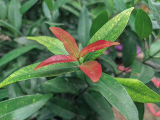 red and green leaves