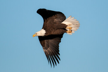 Bald eagle in flight in February in the front range of the Rocky Mountains in Colorado, USA