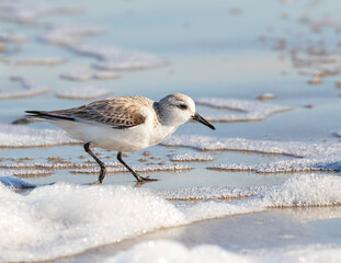 Sanderling In Winter Plumage Feeding At  Texas City Dike, Texas, USA