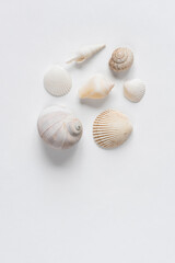 Various shells on a white backdrop. Natural marine theme background with copy space.