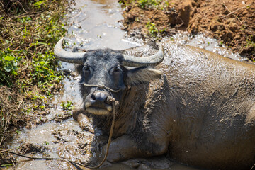Fototapeta premium Cattle farmed in rural areas of southern China