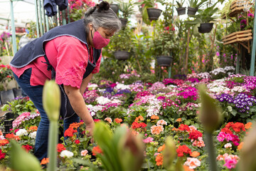 Mexican woman watering plants in nursery Xochimilco, Mexico, wearing face mask, new normal