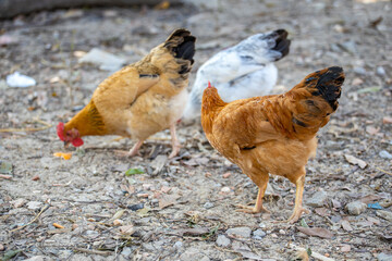 A few walking chickens foraging for food