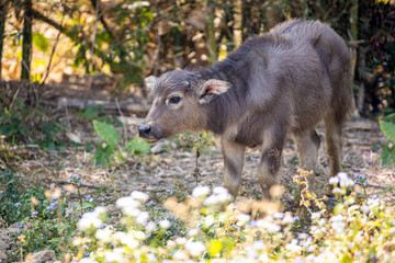 Cattle farmed in rural areas of southern China