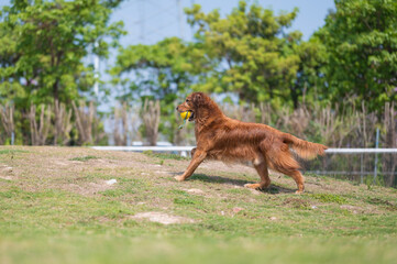 Golden Retriever playing on the grass