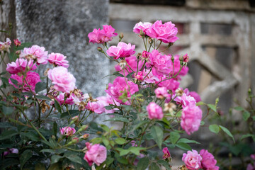 Fototapeta premium Roses bloom in the courtyard