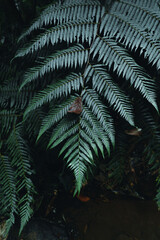 Close-Up Of  Dark green leaves