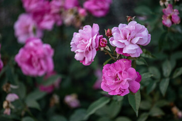 Fototapeta premium Roses bloom in the courtyard