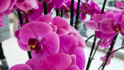 A bouquet of bright pink orchids inside of a shopping mall in London, Ontario, Canada, shot on February 20 2021. 