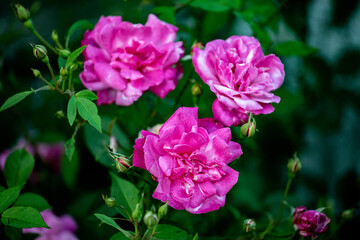 Roses bloom in the courtyard