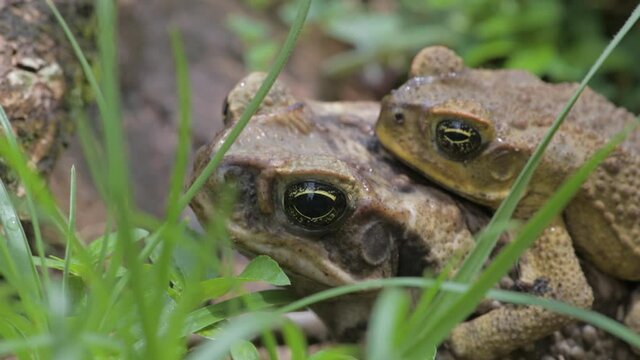 Two cane toads sitting on top of each other in Fiji 