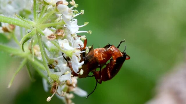 Pair of Soldier Beetle in copulation, their Latin name is Cantharis livida