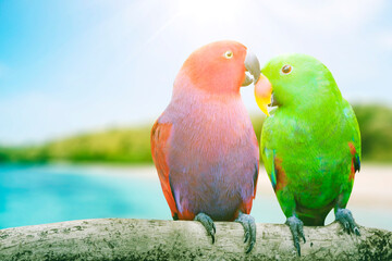 Two Cockatoo birds perching on the branch at beach