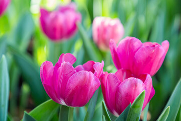 Fresh colorful tulip flowers in the garden at spring day