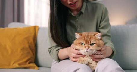 Close up of beautiful caring Asian woman sitting on sofa in cozy room and holding lovely fluffy cat in hands. Relaxed cute animal pet in owner's arms, pet lover, friend and family member