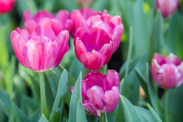 Fresh colorful tulip flowers in the garden at spring day