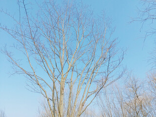 Fototapeta na wymiar tree, desolation, Scenery, background, sky, 