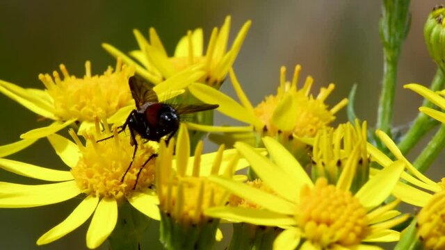 Close Up movie of Parasite Fly on yellow flower. Her Latin name is Eriothrix rufomaculata