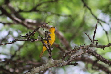 yellow billed hornbill