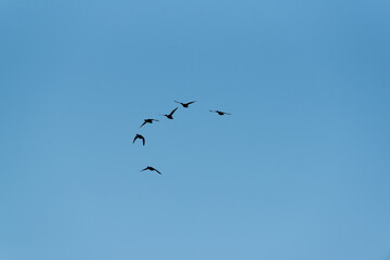 birds in flight