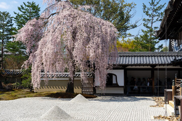 京都 高台寺 方丈前庭のしだれ桜