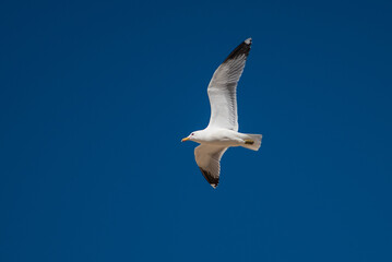 Seagull