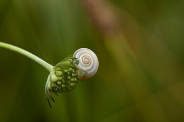 A small snail (Cepaea nemoralis) house clings to a plant