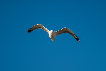 Seagull