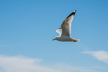 Seagull