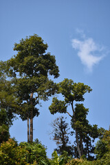 Beautiful Trees with bright blue sky