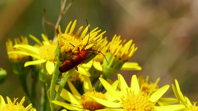 Soldier Beetle on the yellow flowers, his Latin name is Cantharis livida