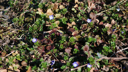 leaves in the forest