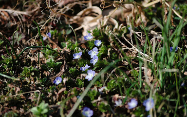 blue flowers in the forest