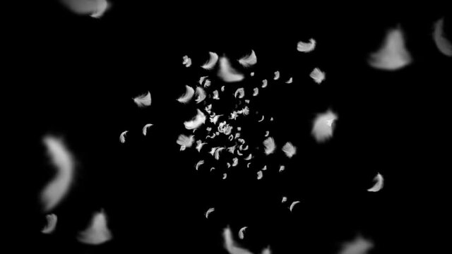 Flying many white feathers on black background. Beautiful feather floating in air. Happiness concept. 3D loop animation of feathers.