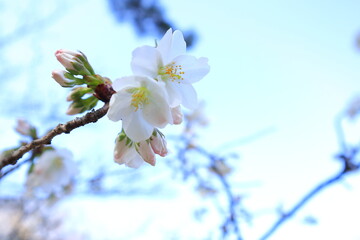 桜のつぼみと青空